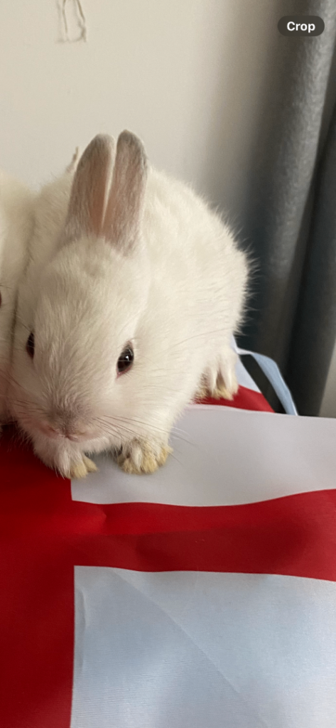 Beautiful Pure bred Netherland dwarf kits