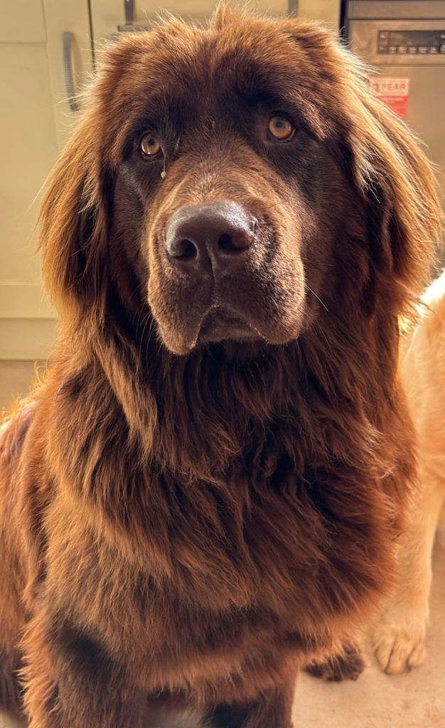 Trusted Home Dog Boarding in Ballymena 🐾