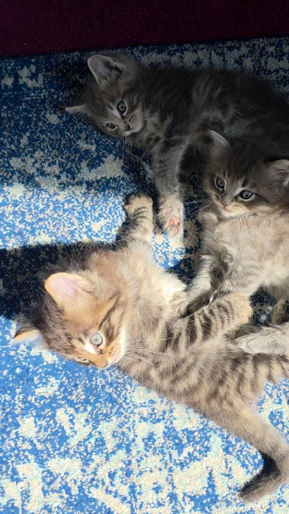 Kittens