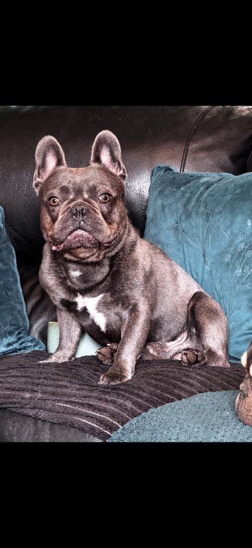 Beautiful 2.5 Year Old French Bulldog for Sale