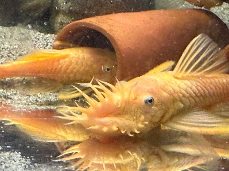 Tropical fish available new fish added 