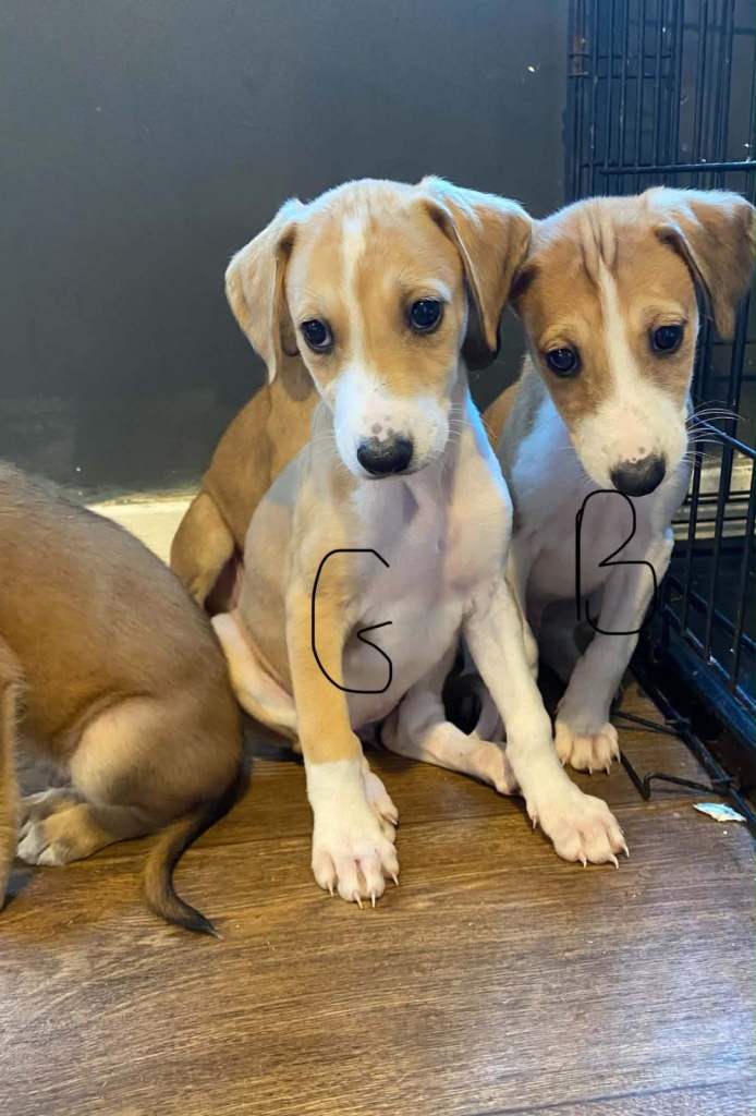 Lurcher puppies 