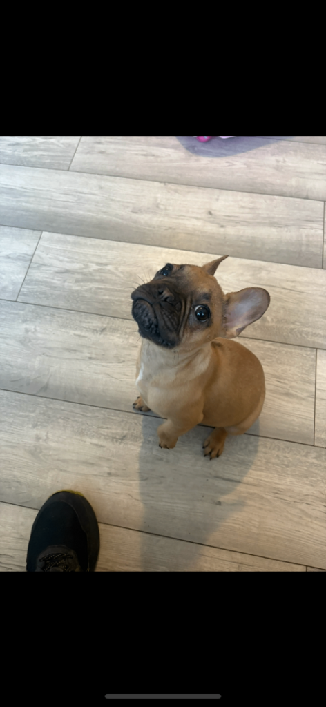 french bulldog puppy 