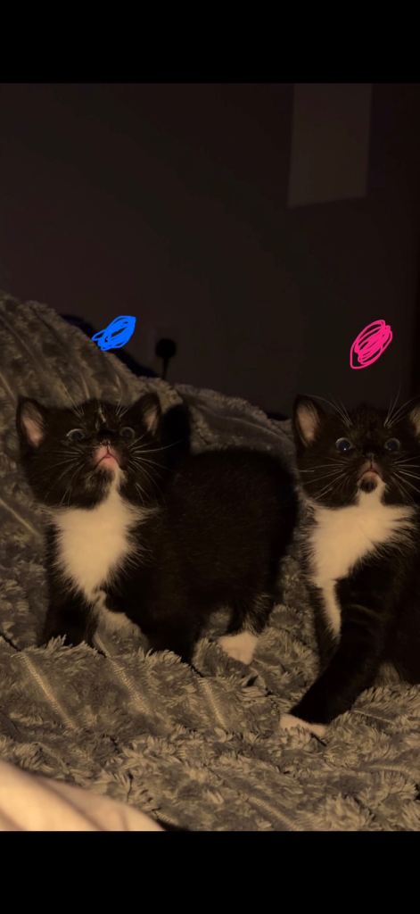 4 Kittens 