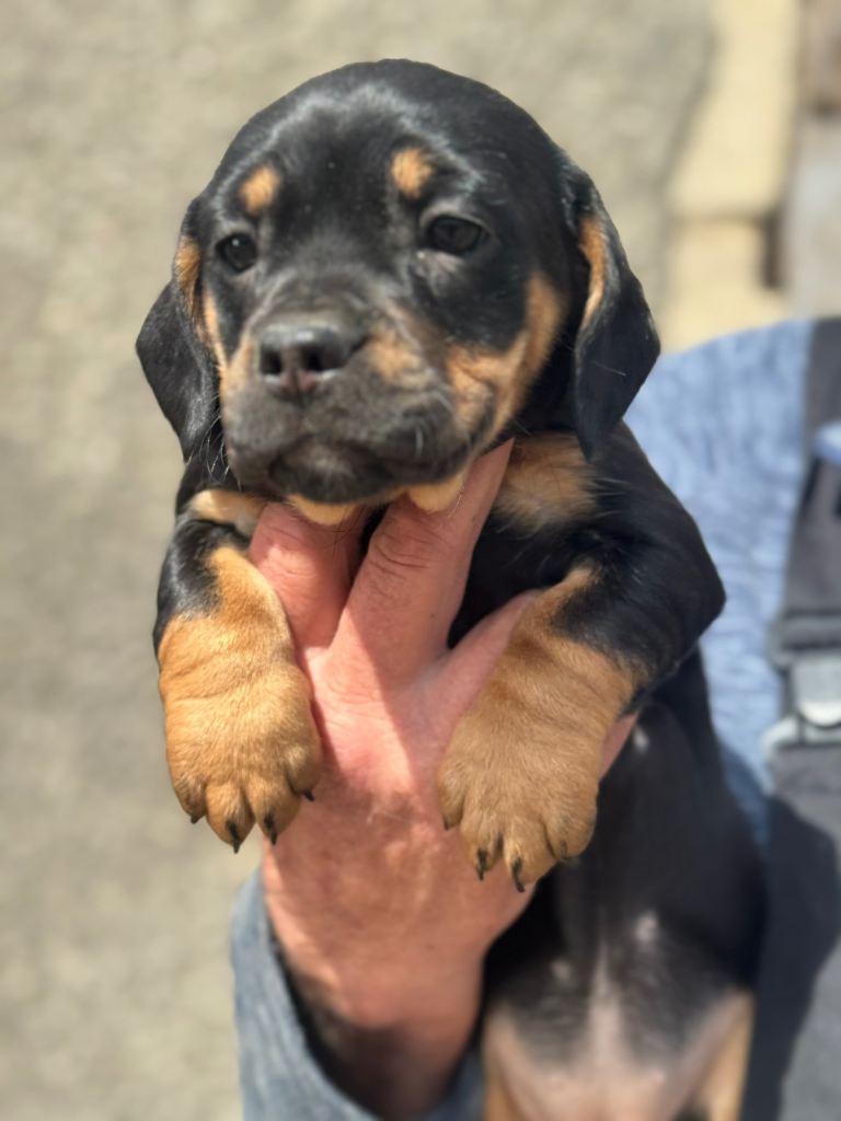 Gorgeous Puppies ready for their new homes! 