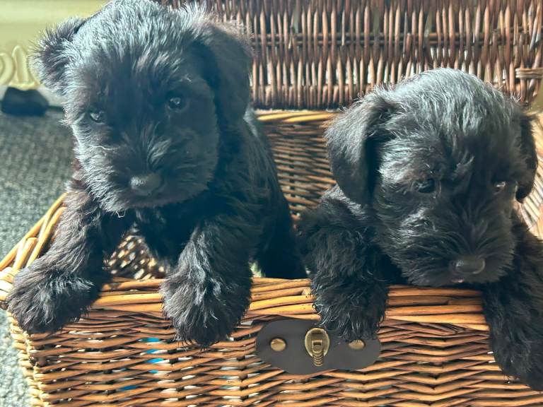 Miniture schnauzer pups 2 gairls left out of 6