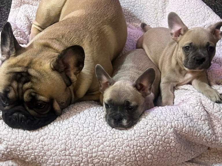 French bulldogs pups 