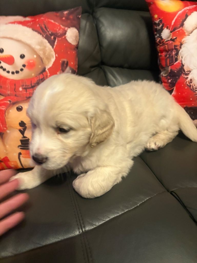 Golden Retriever Pups 10 weeks old last 2 boys 