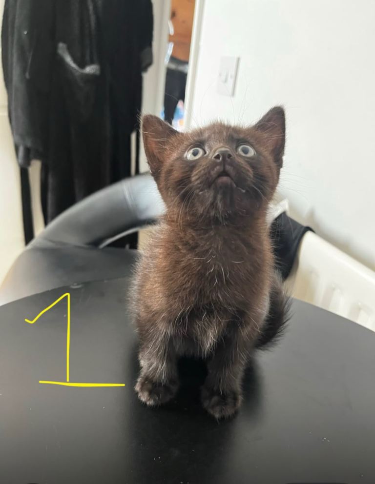 Kittens