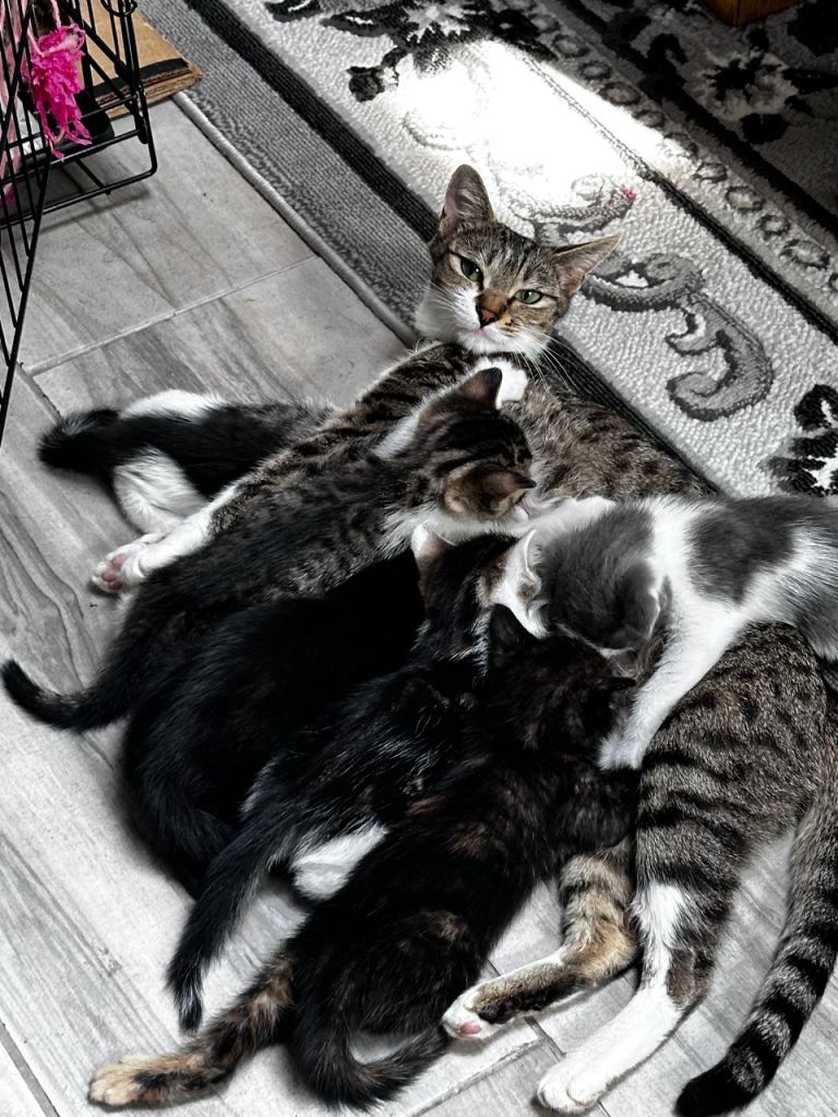 6 kittens- bengal tabby, grey, tortoise, marble, black, 