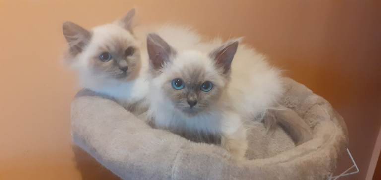 Ragdoll kittens