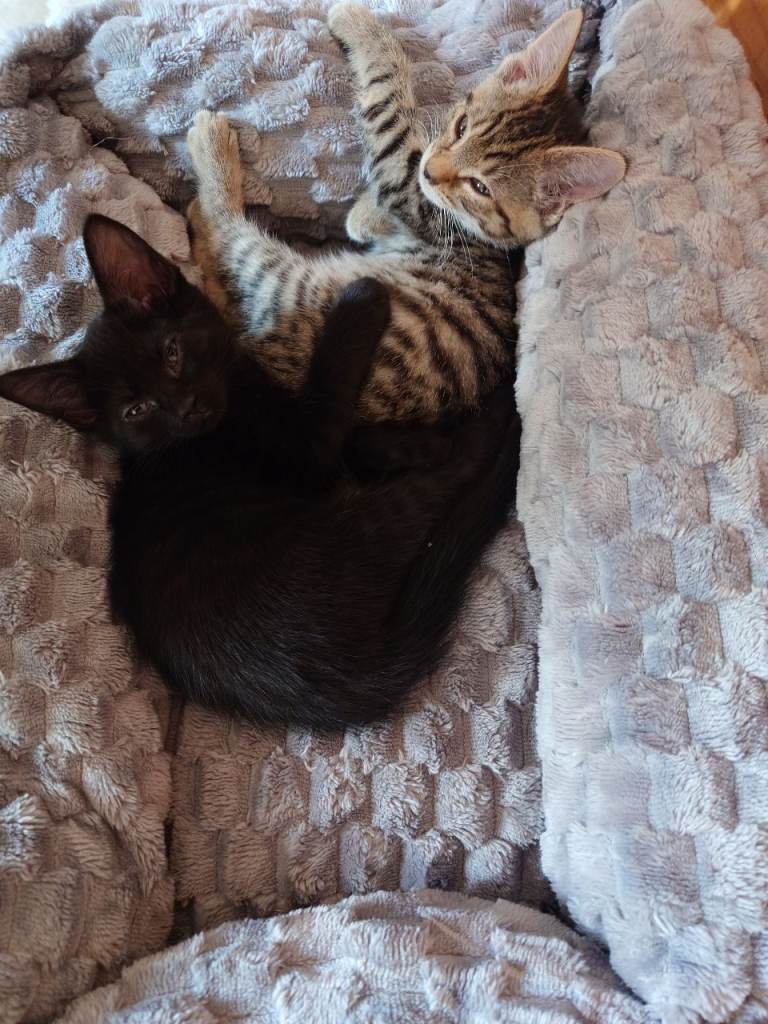 kittens  