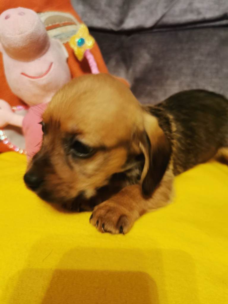 Adorable cavachon x dachshound pups