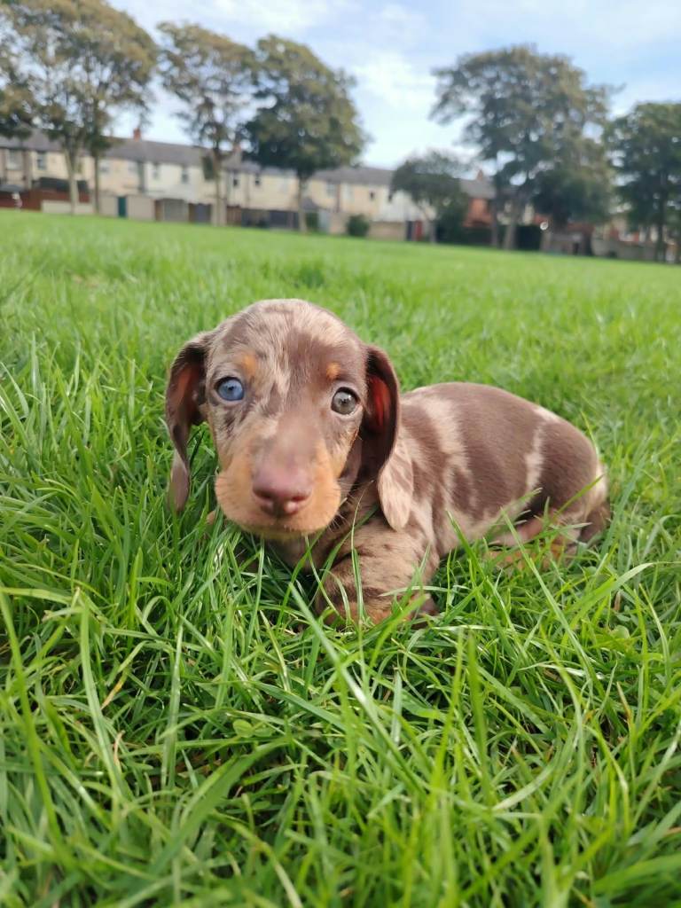 Miniature Dachshund Puppies – 1 Boy & 2 Girls – Blackpool