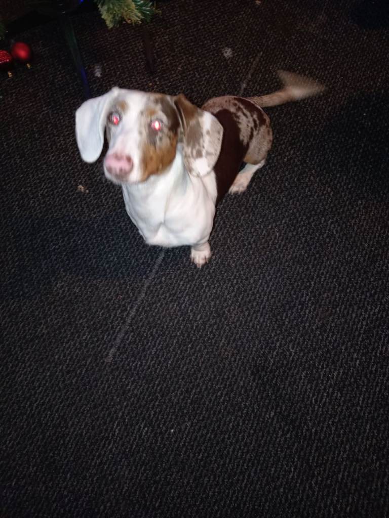3 year old male double dapple