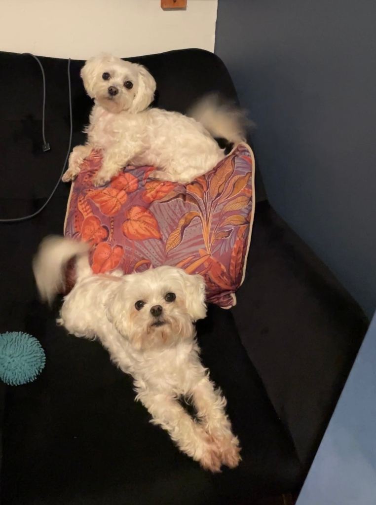 Korean Maltese 