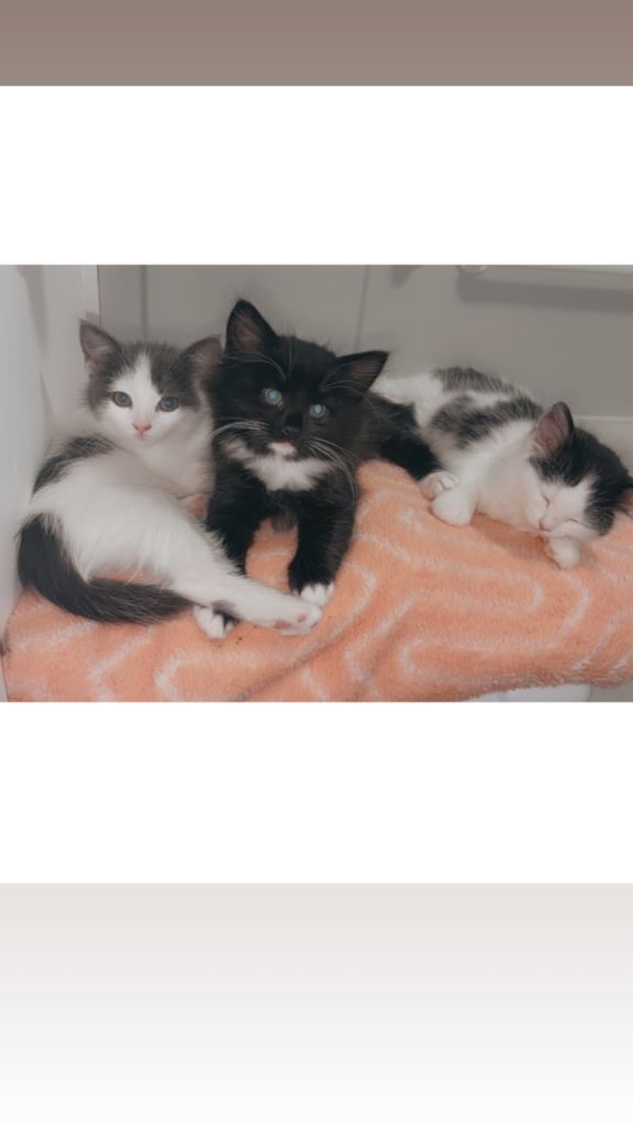 Kittens for sale 
