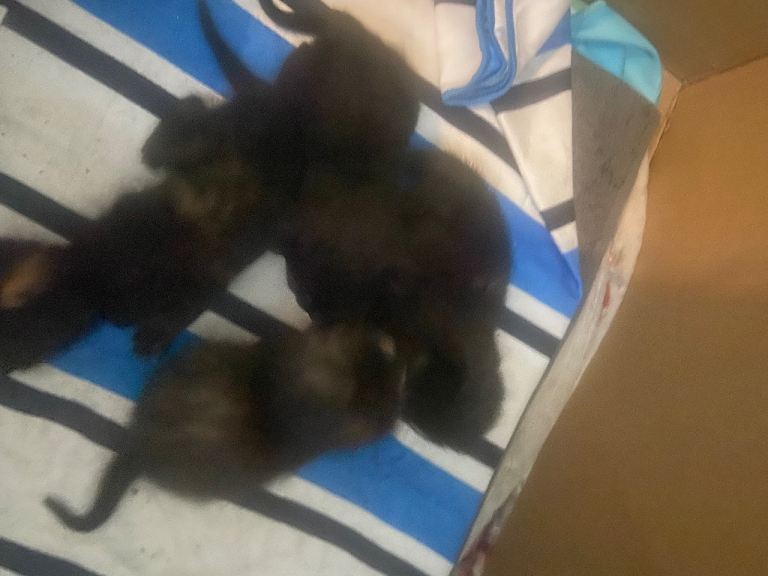 Kittens for sale 