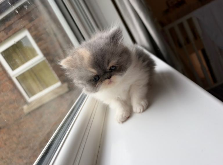 Dilute calico peke face Persian kitten for sale 