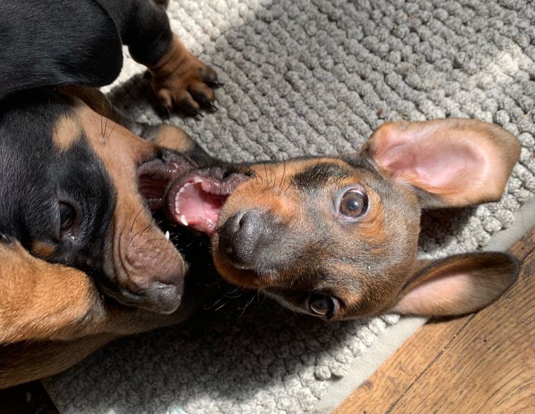 Mini dachshund puppies 