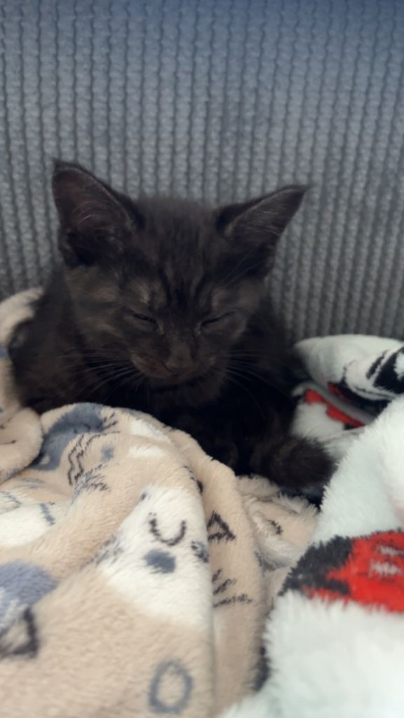 Black/persian kittten 