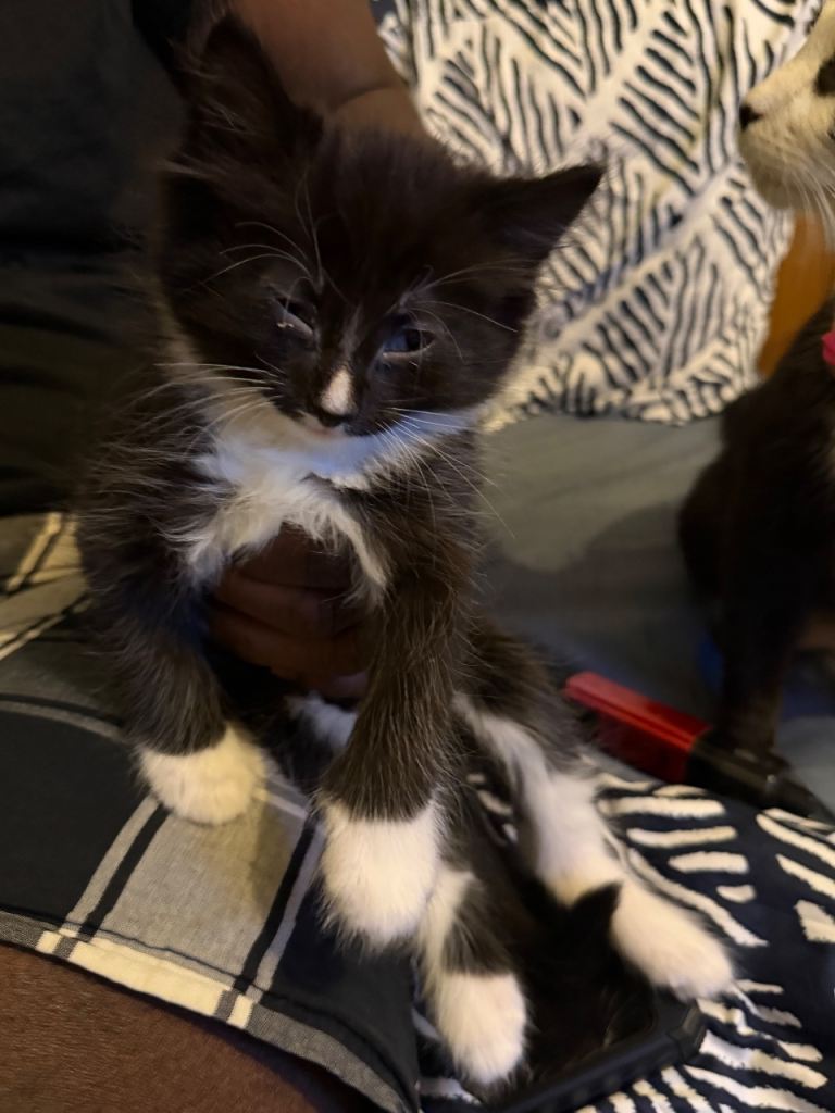 British short coat cross kittens