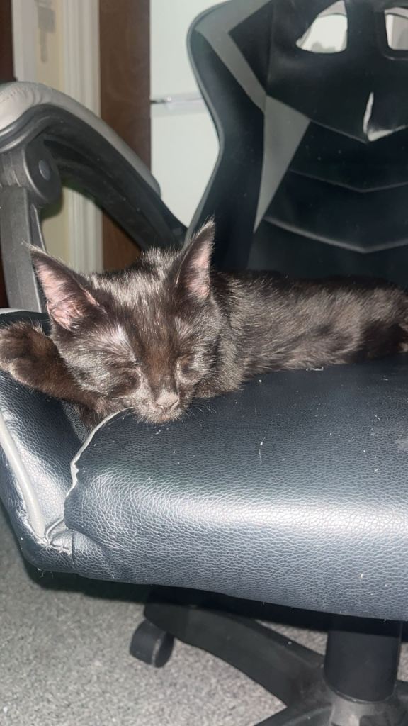 Black and brown tabby kitten