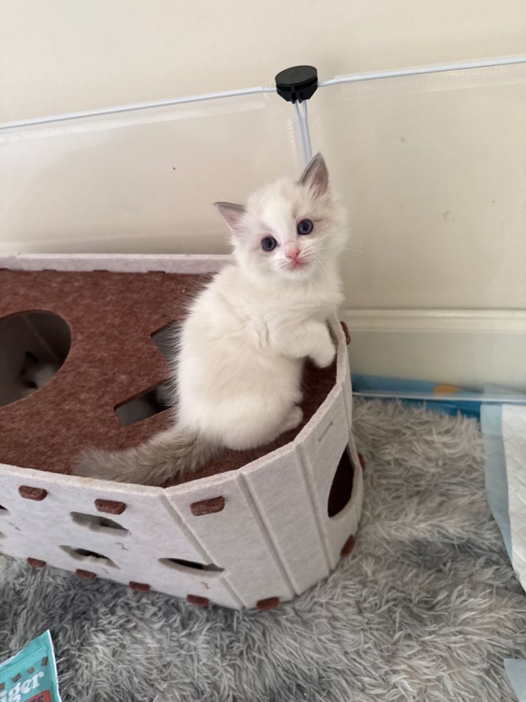Ragdoll kittens 