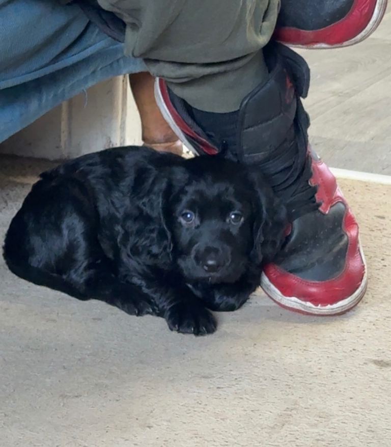 Cocker Spaniel Puppy 