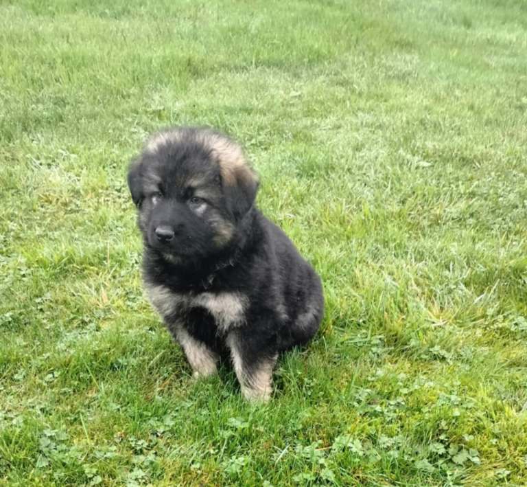 German Shepherd pup