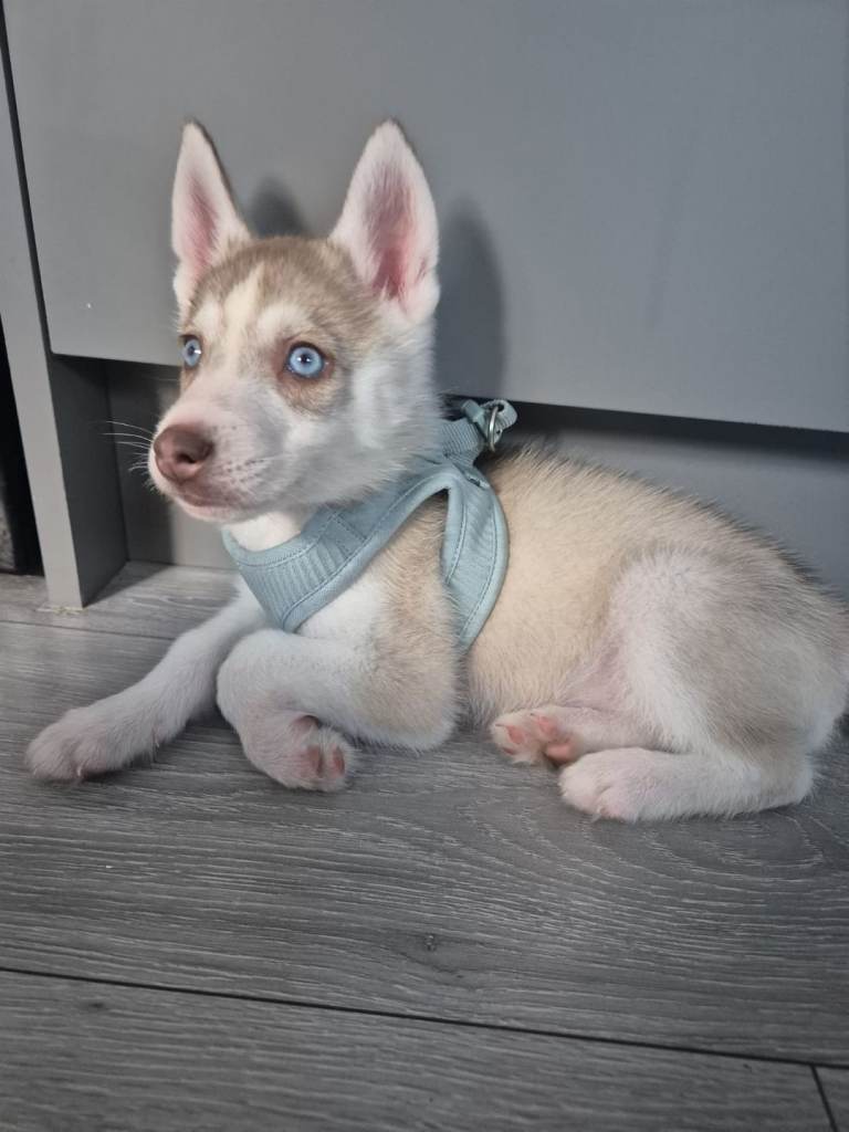 Siberian Husky girl 11 weeks