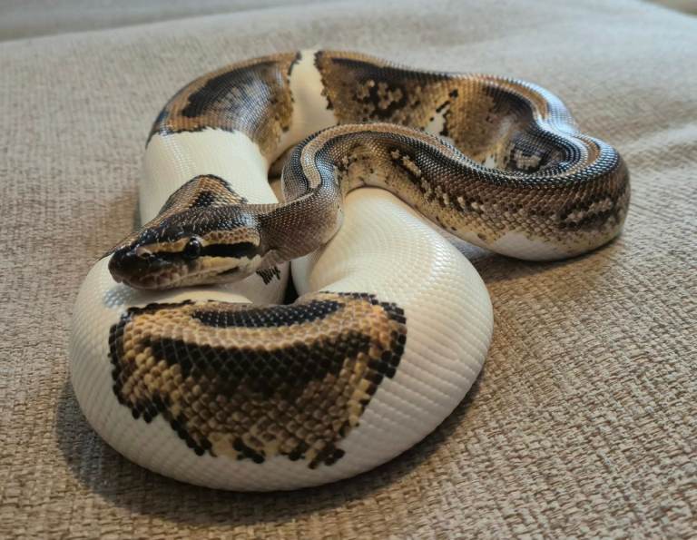 3 Royal Pythons 