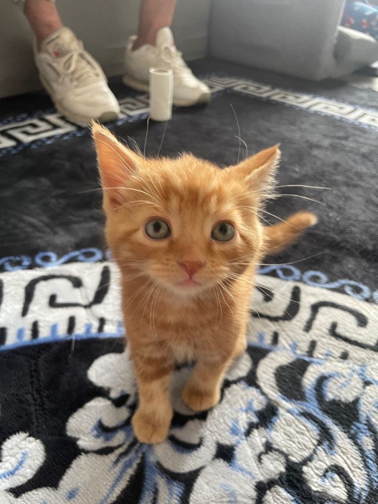 Kittens at different ages being sold different prices, please message for info 