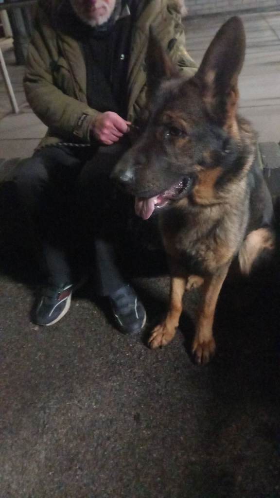 Buy German shepherd for sale