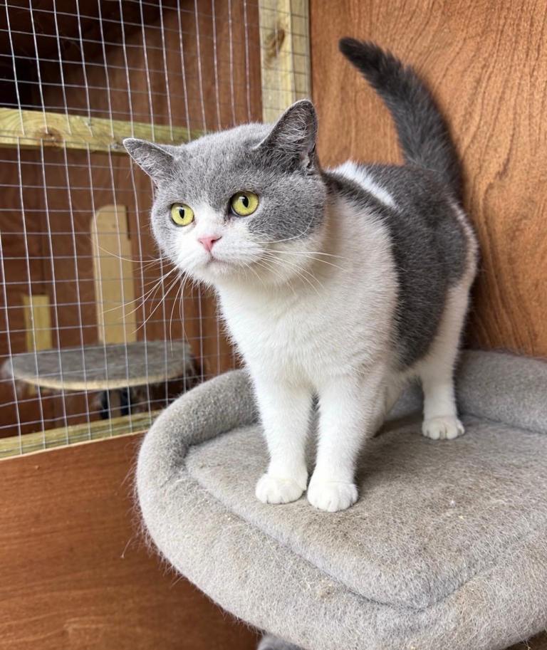 GCCF British Shorthair Female 