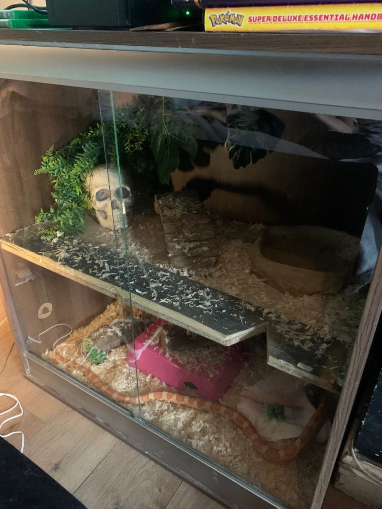 Female albino and tangerine mixed morph corn snake and customise double stack Viv