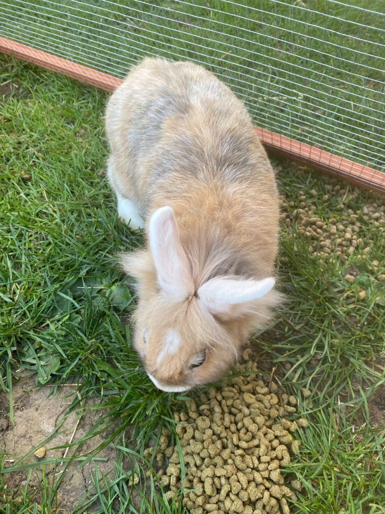Rabbits