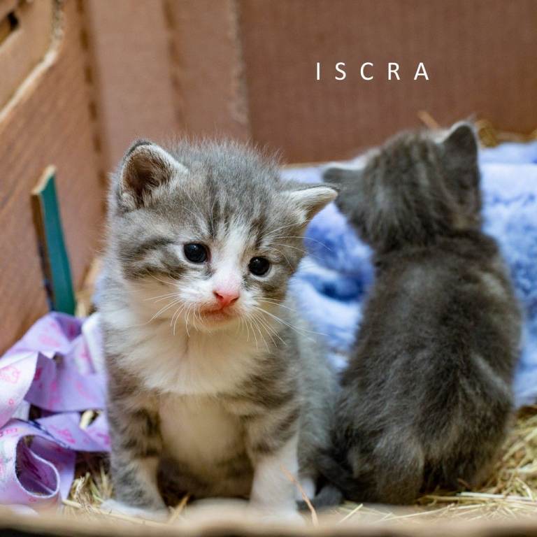 4 Beautiful Female Kittens – Please Read Before Enquiring