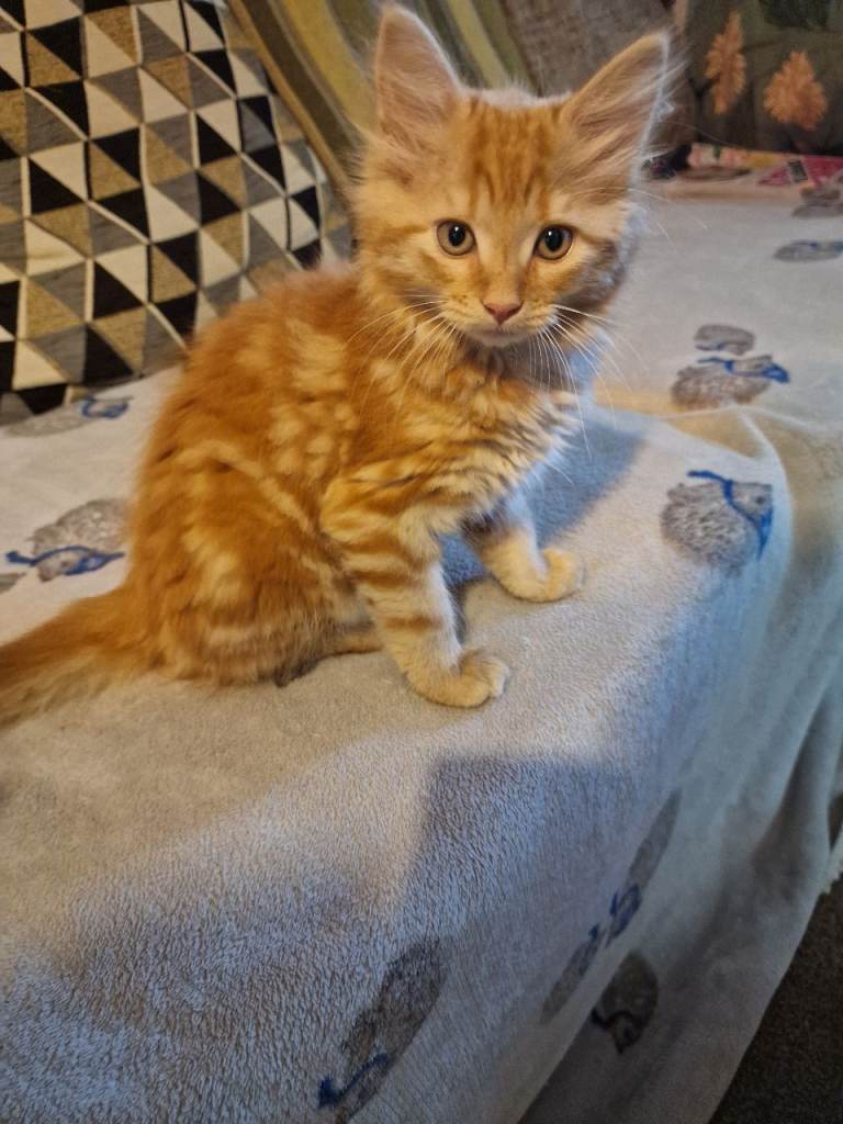 Kittens - Available Immediately 