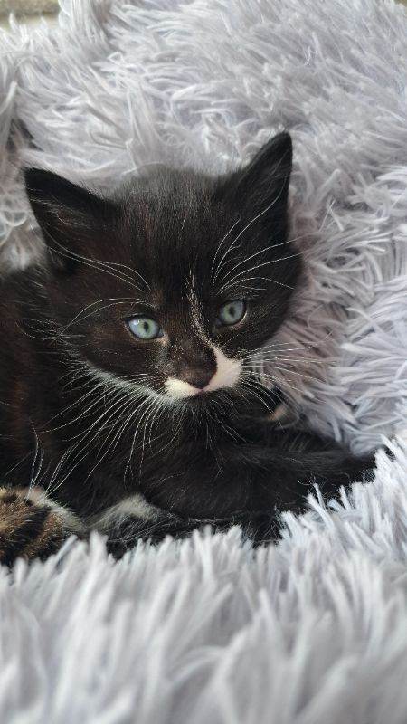 Adorable Black & White Kitten - Boy