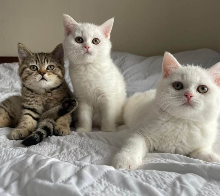 British shorthair kittens