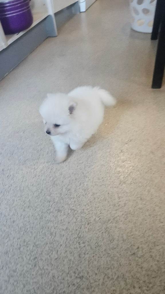Pomeranian pups 8 weeks old white