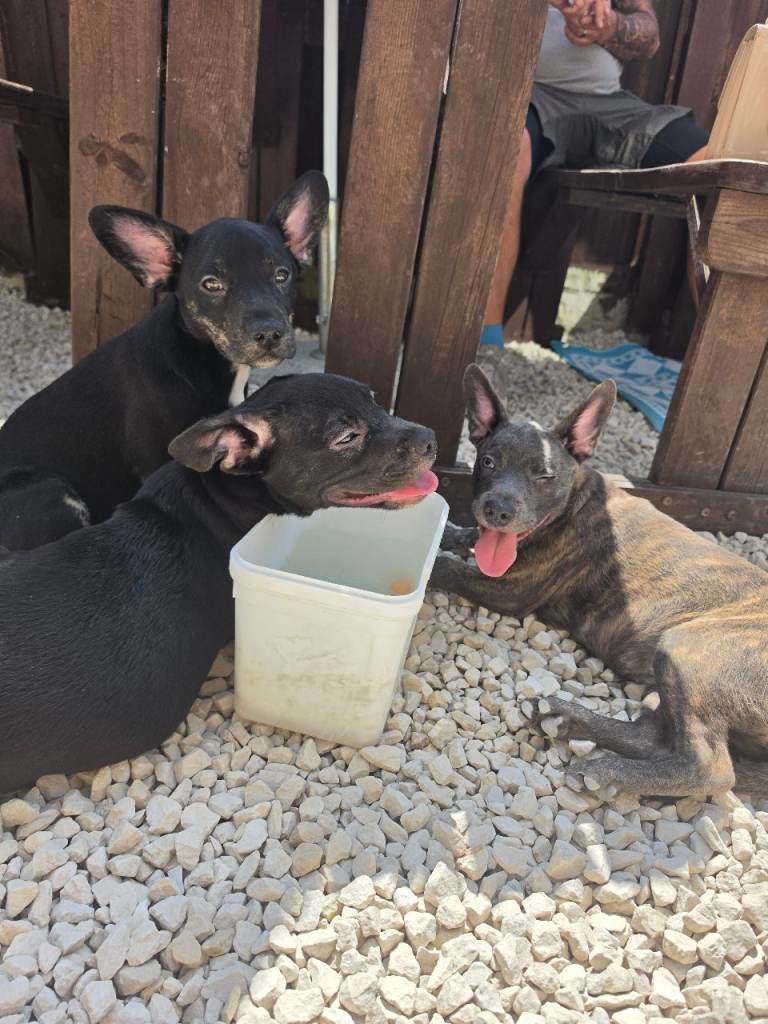 4 month old French Bulldog x Border Collie pups for sale 