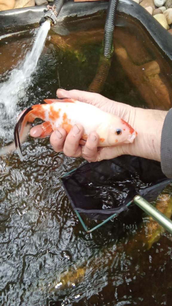 9 lovely pond fish mixed  coloured Shubunkins and Goldfish