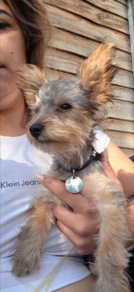 Small Dog Collar with ID Tag