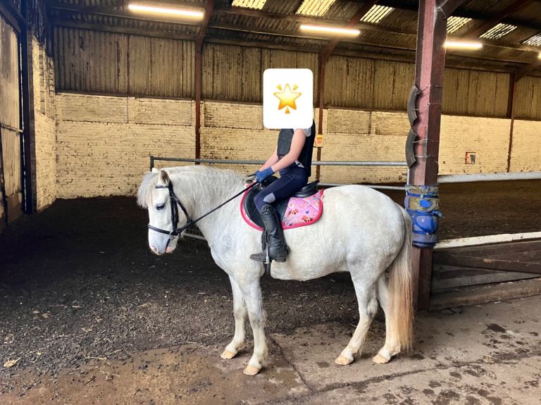 Reginald  4 year old gelding 