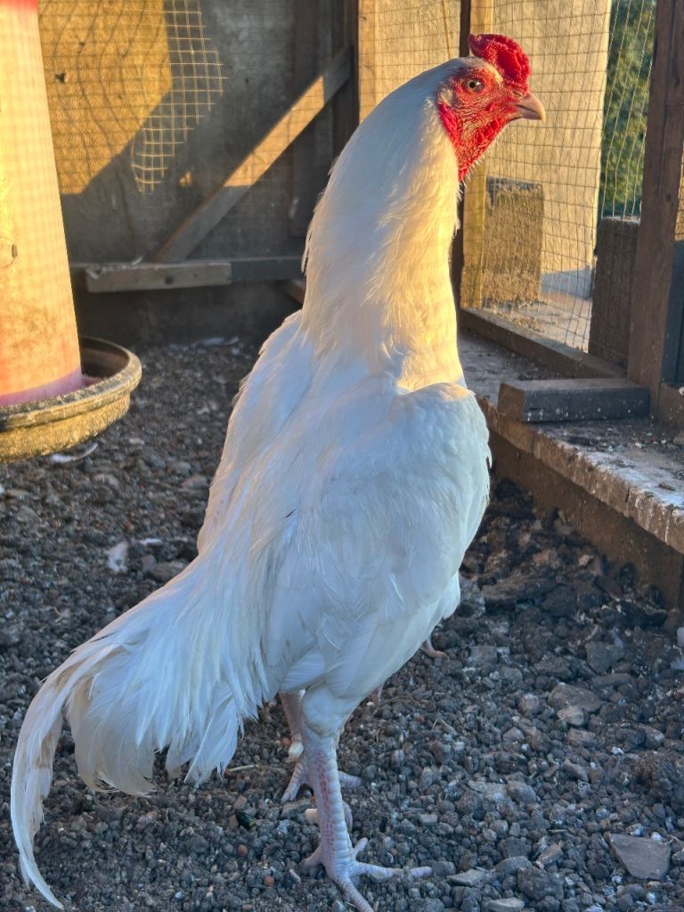 Aseel pair for sale