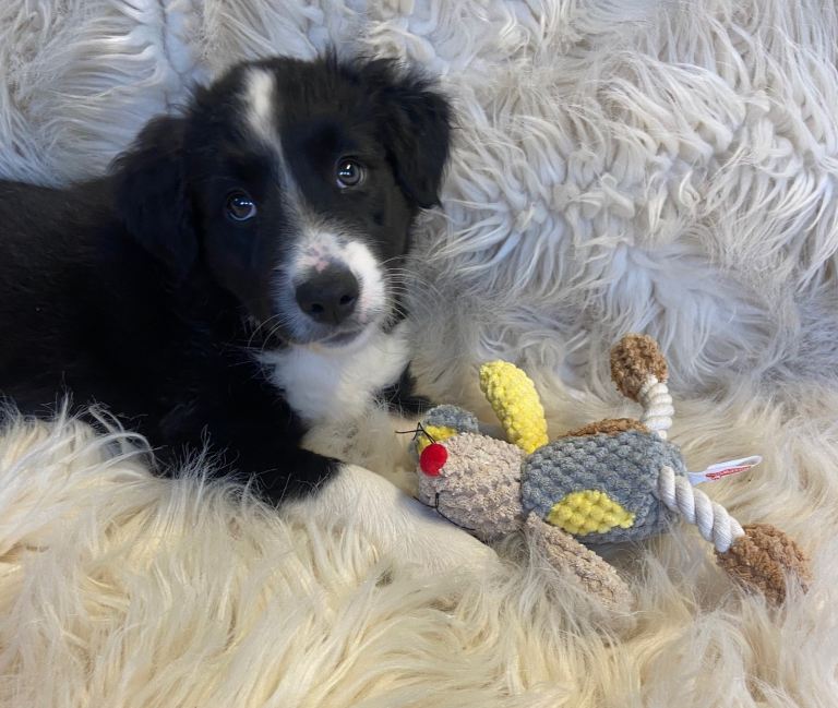 Border Collie puppies for sale  £750