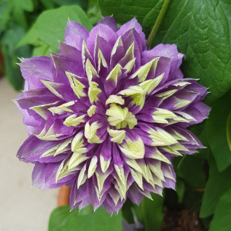 image for Clematis Taiga. Climbing plant with unique flower in 9cm pot.