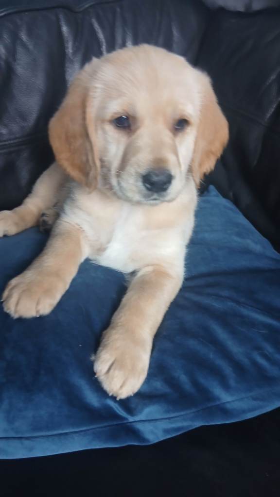 Gorgeous Cockapoo x Golen Retriever x puppies